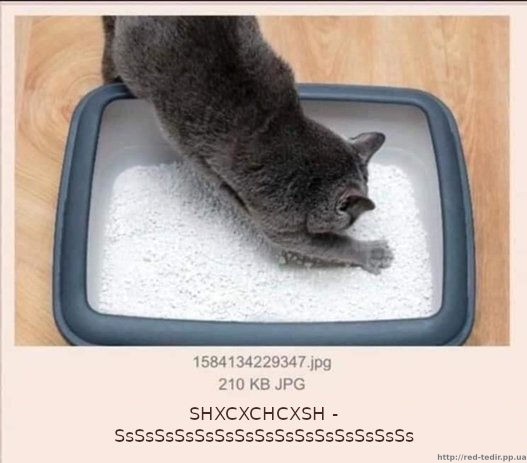 Cat scratching the litter box, captioned SHXCXCHCXSH meme. Кіт шкребеться в лотку