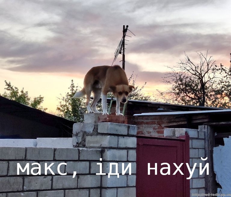 референс до відомого мему "макс іди нахуй" з сутулою собакою